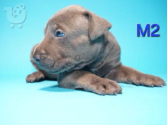 Κουτάβια American Pit Bull Terrier